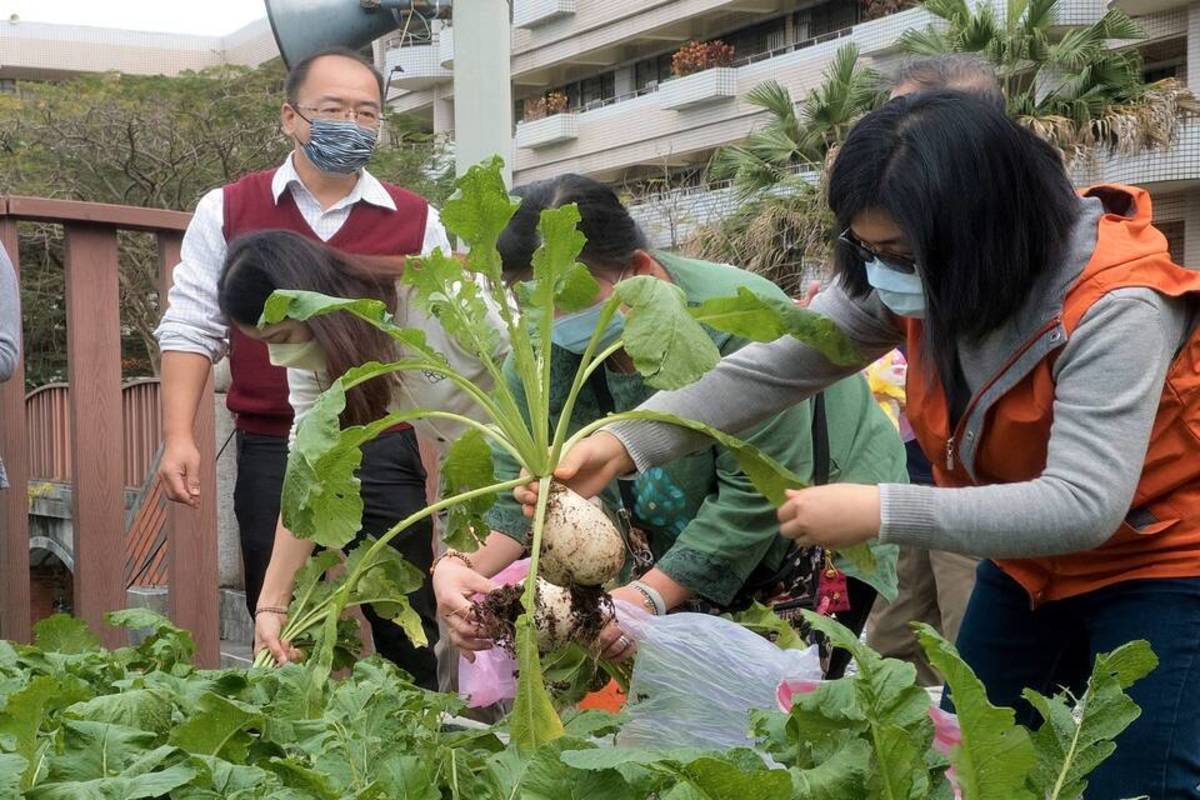 永和國中老師開心採收白蘿蔔 (新北市教育局提供)