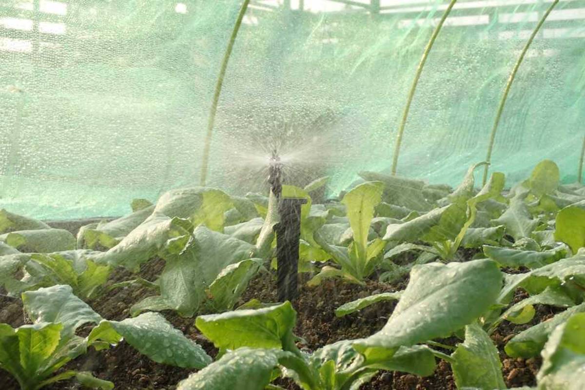 鶯歌國中用微噴噴頭精準控制澆灌水量 (新北市教育局提供)