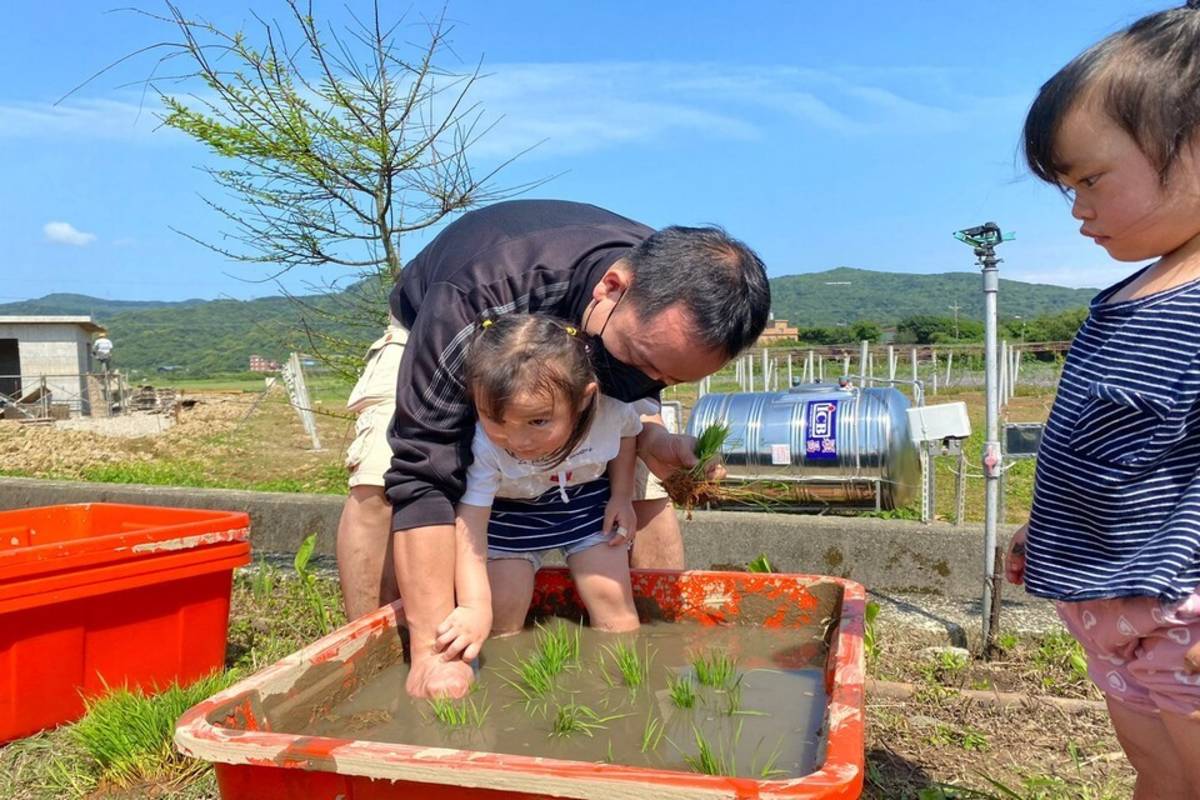 每年3到4月，是新北市金美國小附幼第一個土地大事「插秧季」 (新北市教育局提供)