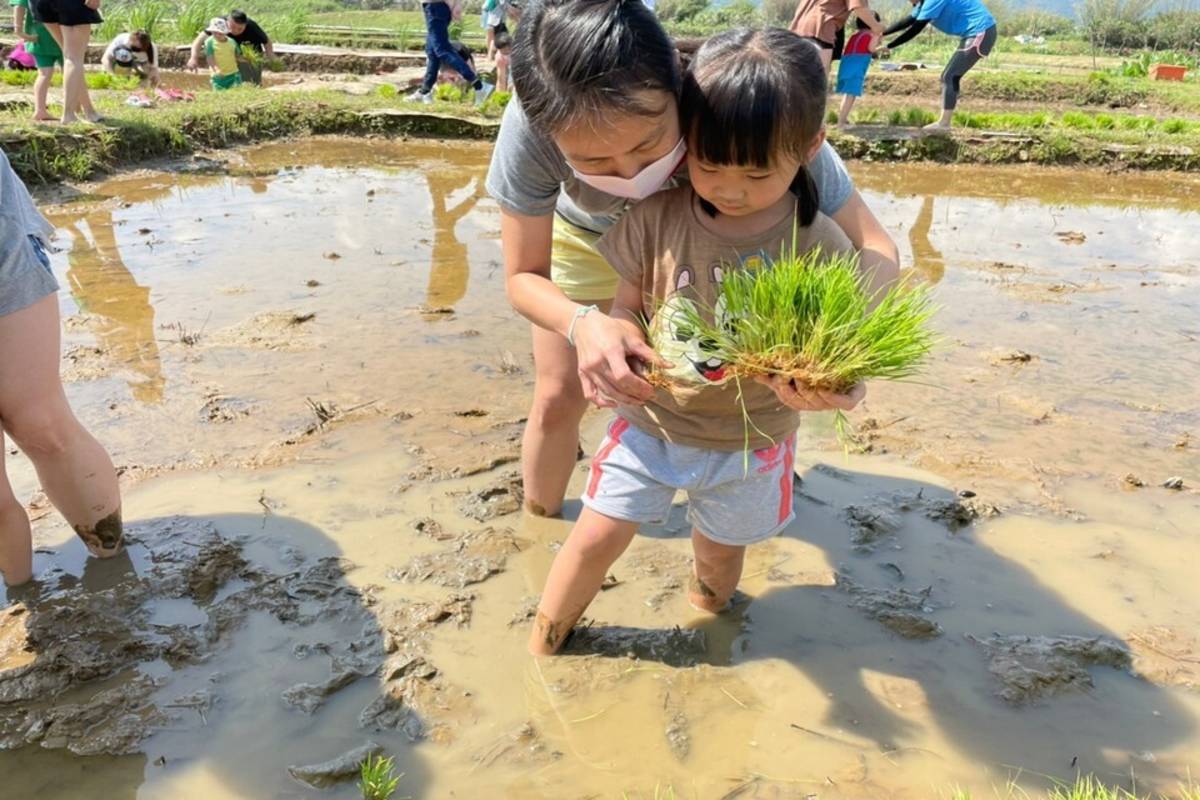 金美國小附幼星星班插秧 (新北市教育局提供)