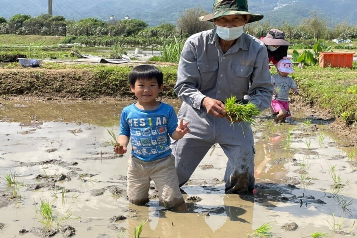 家長們帶著孩子下田插下一株株的秧苗 (新北市教育局提供)