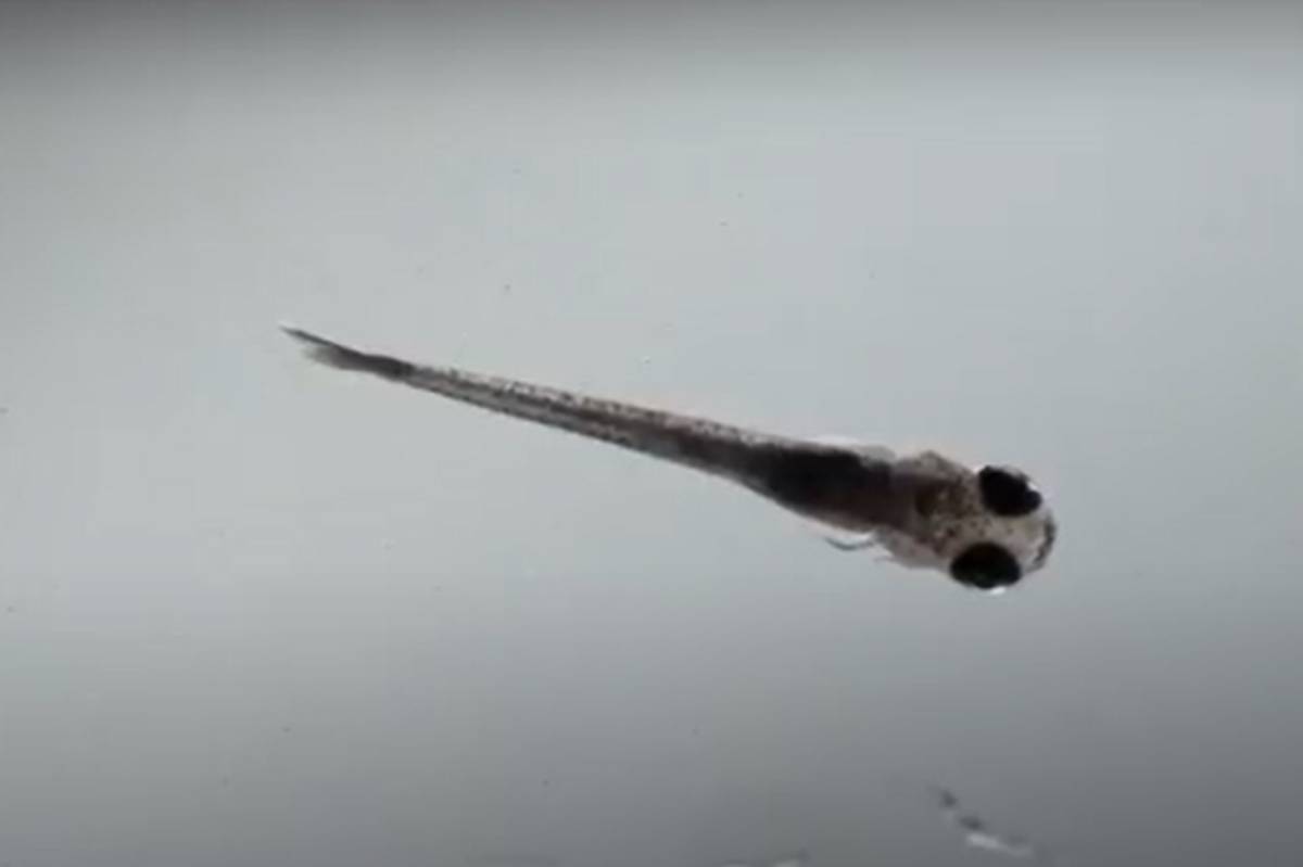 陳振輝以斑馬魚為研究對象，長期深入探索生物再生過程的細胞和分子機制(圖:中研院提供)