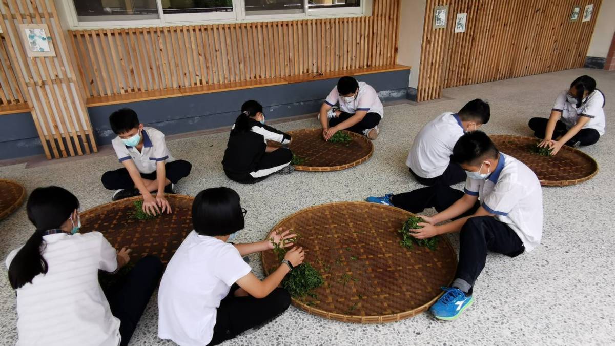 種茶 製茶難不倒魚池國中的學生