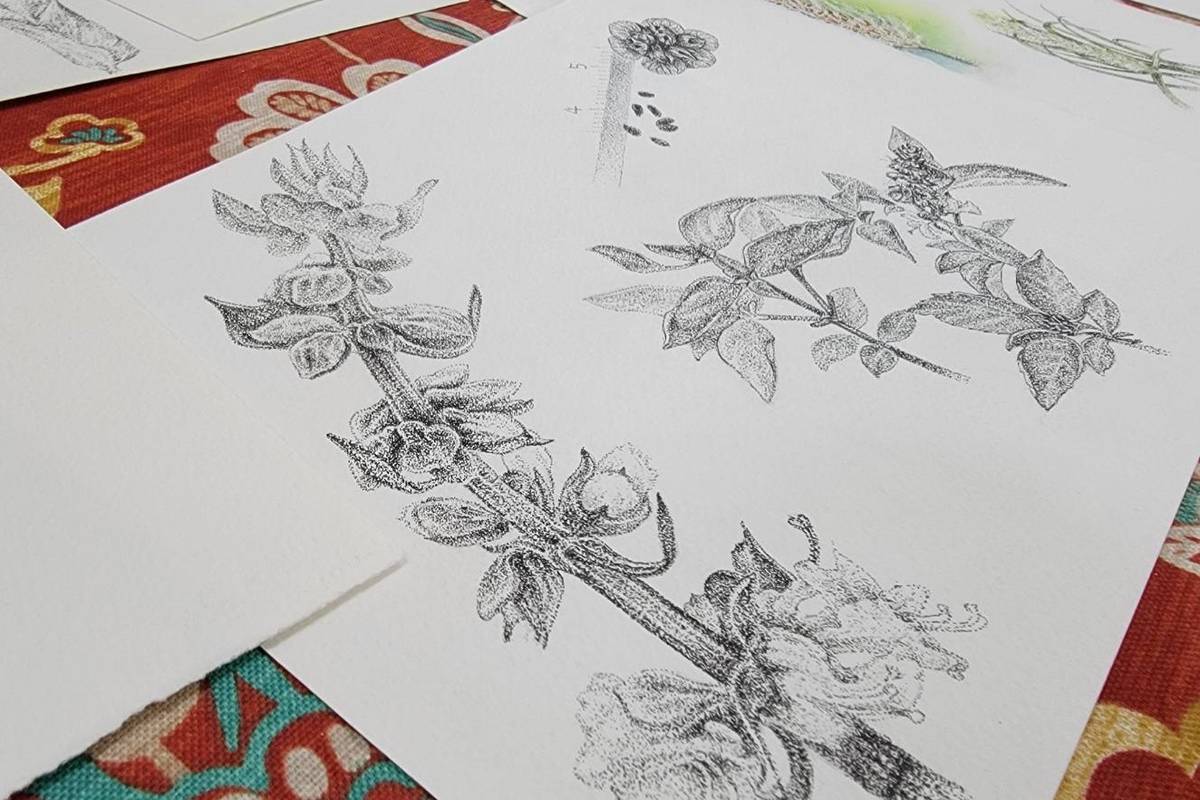臺東女中美術班學生挑戰科學繪圖，以代針筆點描技法繪製植物圖鑑，經長時間觀察與練習，筆下植物栩栩如生。