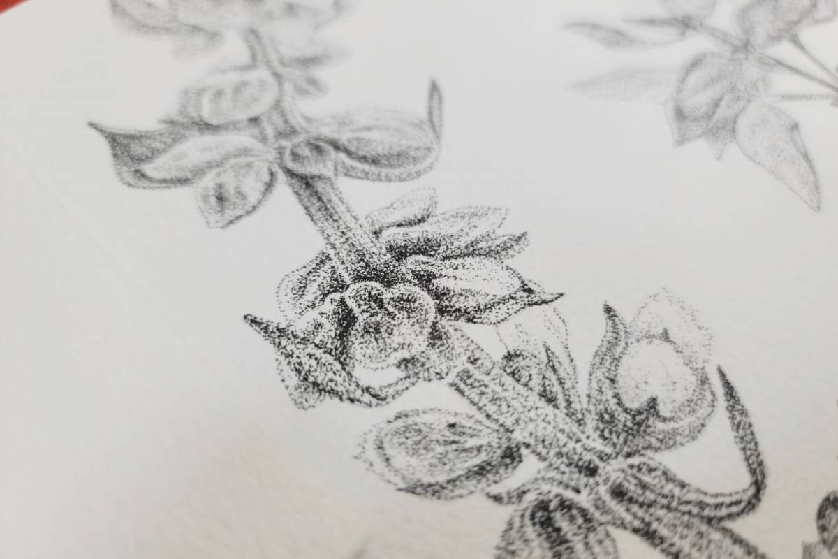 臺東女中美術班學生挑戰科學繪圖，以代針筆點描技法繪製植物圖鑑，經長時間觀察與練習，筆下植物栩栩如生。