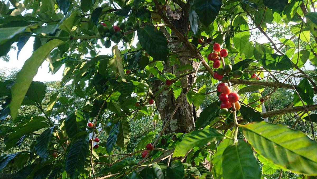 林下咖啡樹上的漿果漸漸紅了

