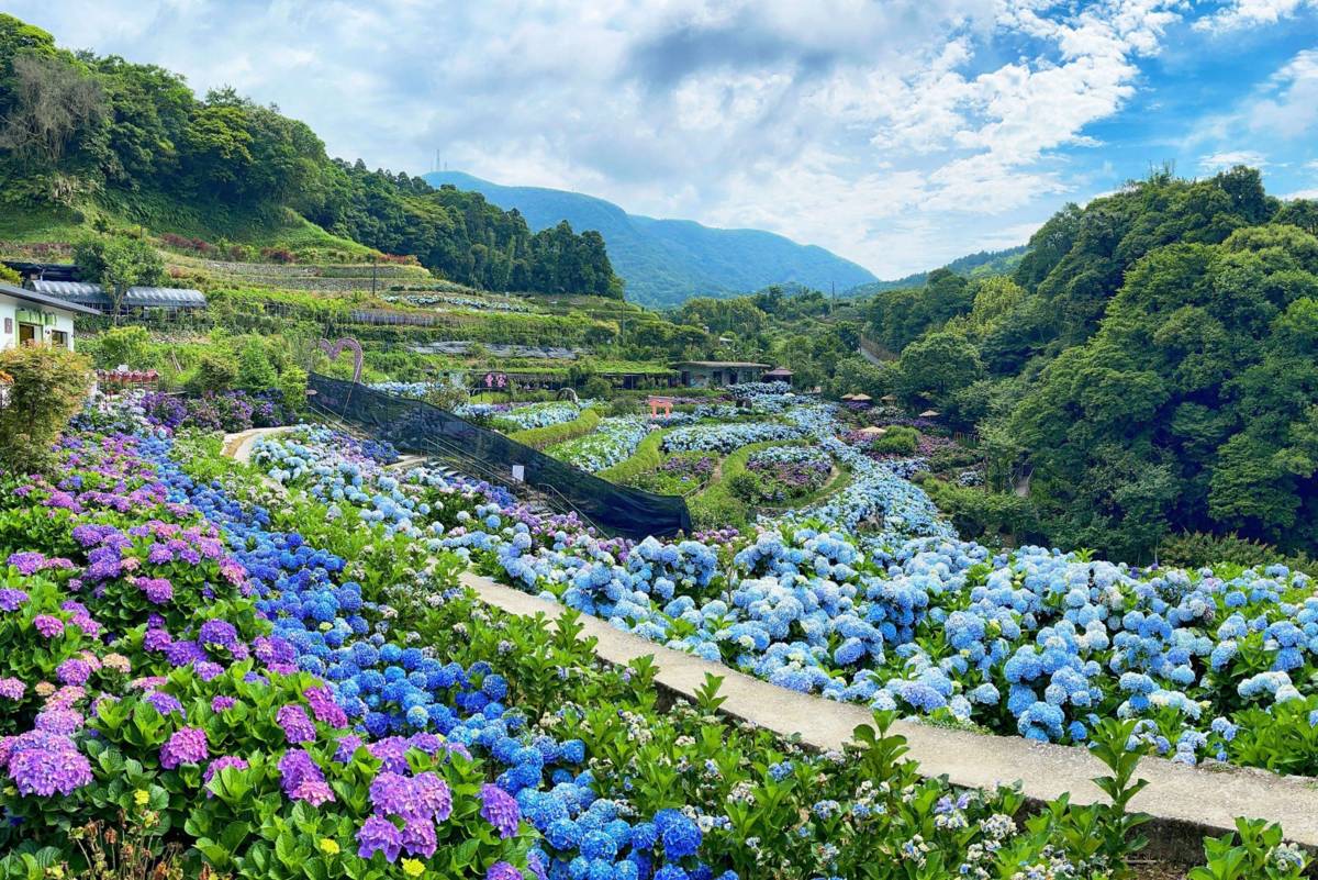 陽明山竹子湖繡球花已到盛開時節