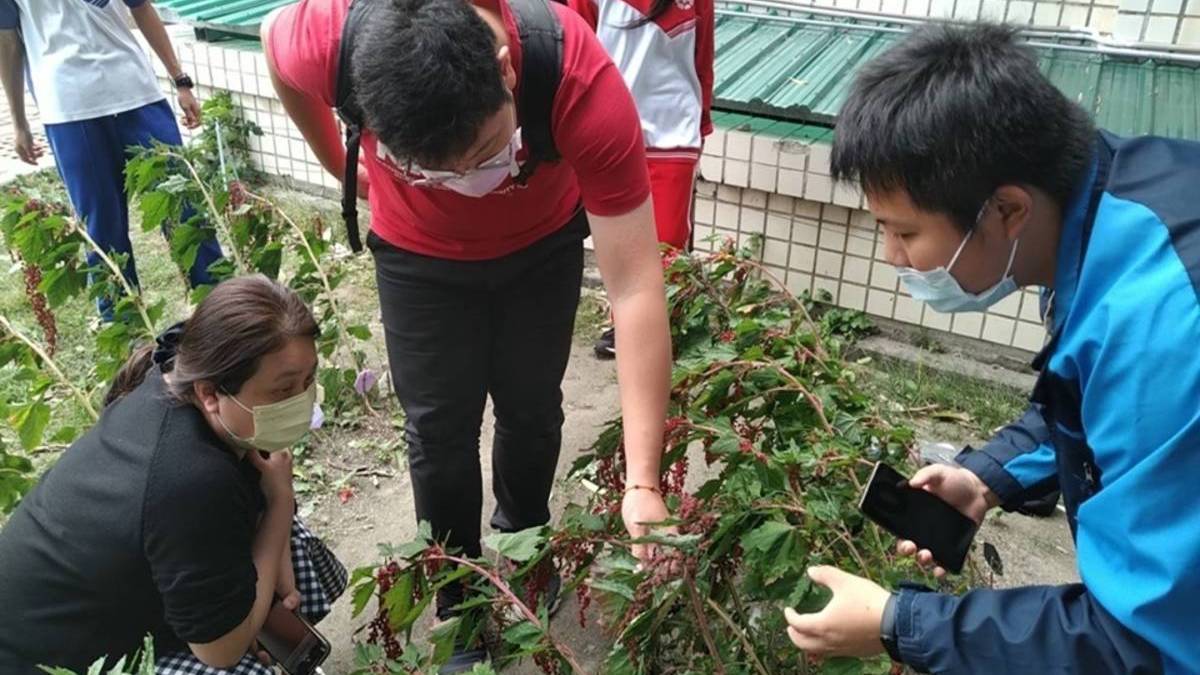 臺東農改場人員會勘紅藜生長環境