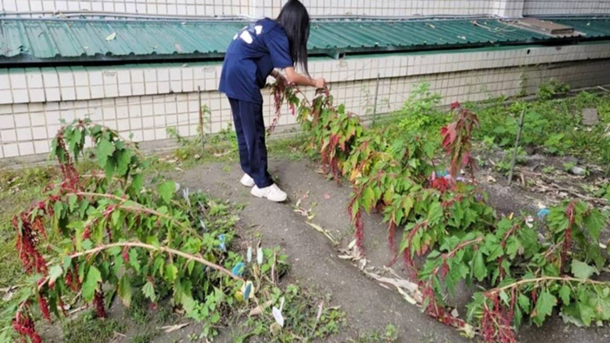 發現太空紅藜生長速度較快果實也結得較多