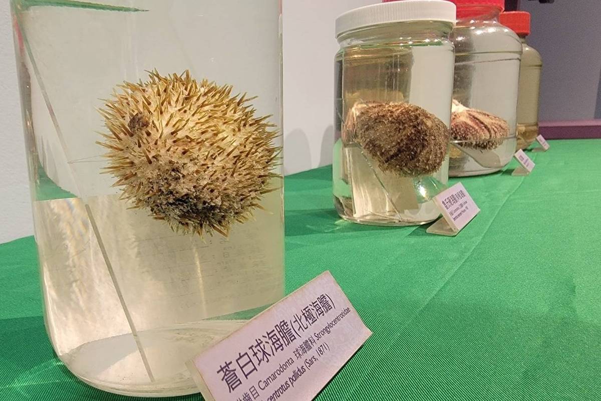 「海膽大驚奇」特展移師臺東縣自然史教育館，展出近百件典藏海膽標本及化石，還有多項大型互動式展品，顛覆大眾對海膽的刻板印象。