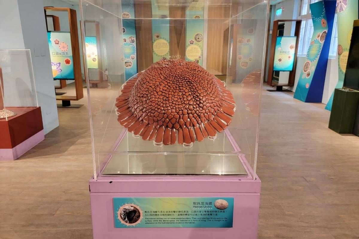 「海膽大驚奇」特展移師臺東縣自然史教育館，展出近百件典藏海膽標本及化石，還有多項大型互動式展品，顛覆大眾對海膽的刻板印象。