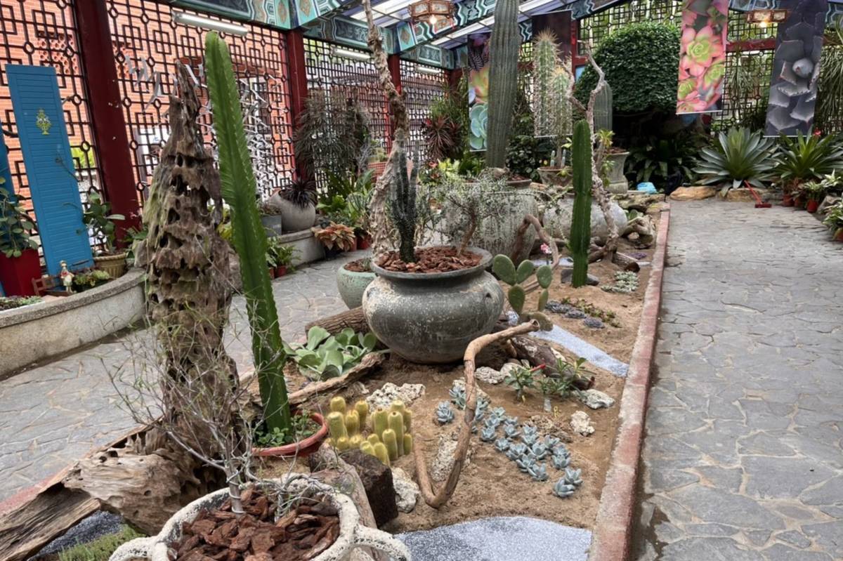 士林官邸「多肉植物展」以大型多肉植物與柱型仙人掌，營造沙漠景緻(圖片來源:北市公園處)