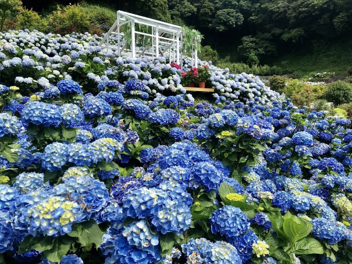 大梯田農園的白色花房及漂浮椅(圖片來源:大梯田臉書)