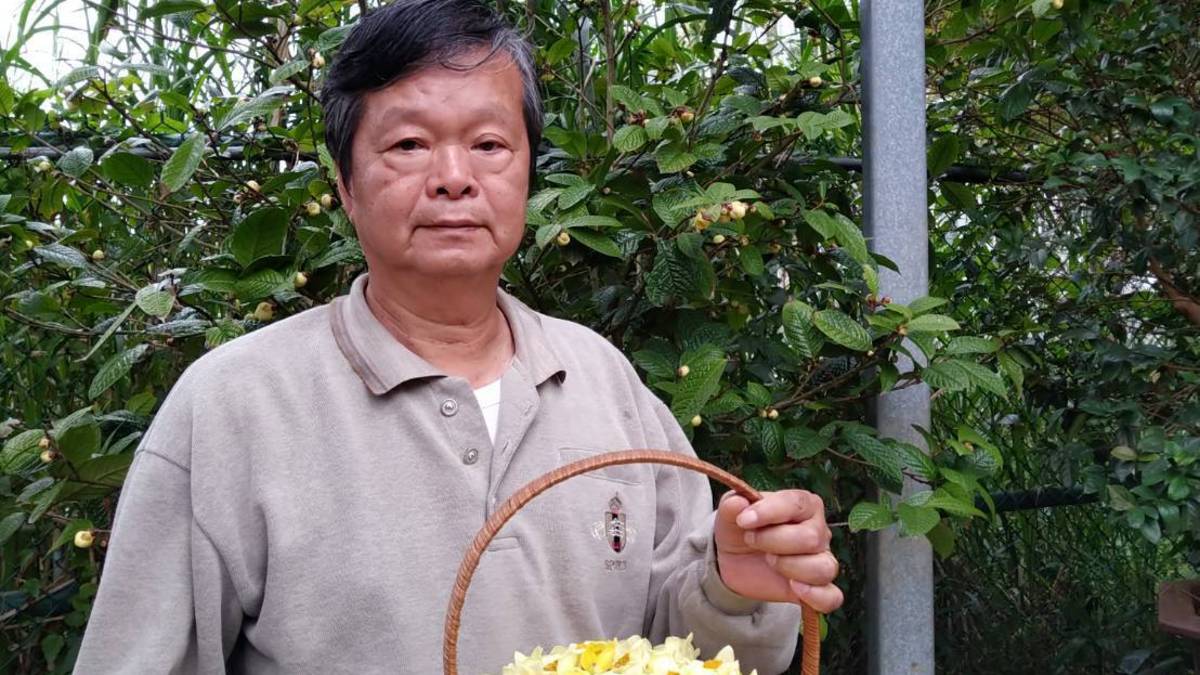 中華民國茶花學會理事長張欽龍愛上茶花二十多年(圖片來源：張欽龍提供)