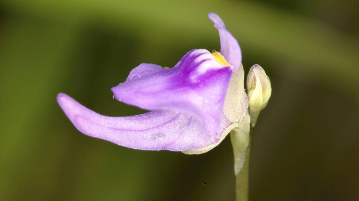 0324嚴重瀕臨滅絕的長距挖耳草可能已經在臺灣滅絕.jpg