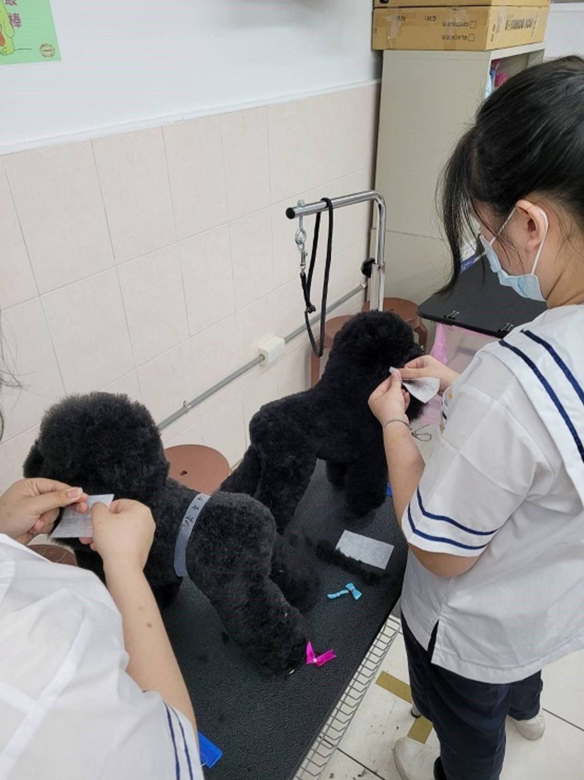 稻江商職學生於寵物美容教室學習寵物美容，細心綁蝴蝶結妝扮毛小孩 (醒吾科大提供)