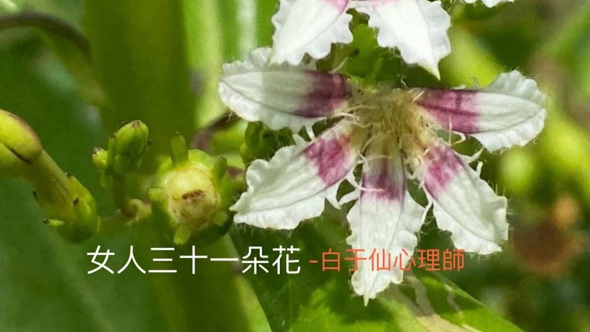 女人三十一朵花