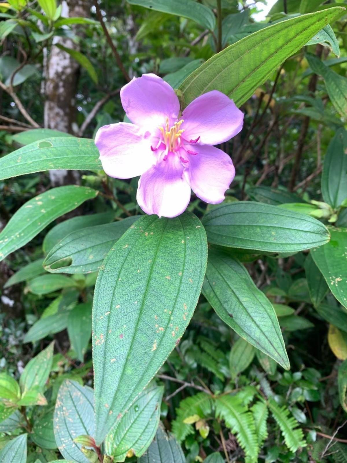 綠島上的基尖葉野牡丹