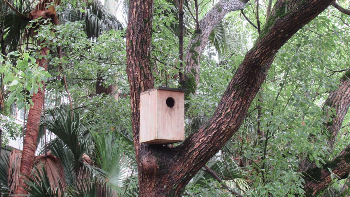 營造鳥類友善校園，八里國中師生在校園內的大樹上，為保育類貓頭鷹—領角鴞建造巢箱，讓領角鴞媽媽安心孵育雛鳥。