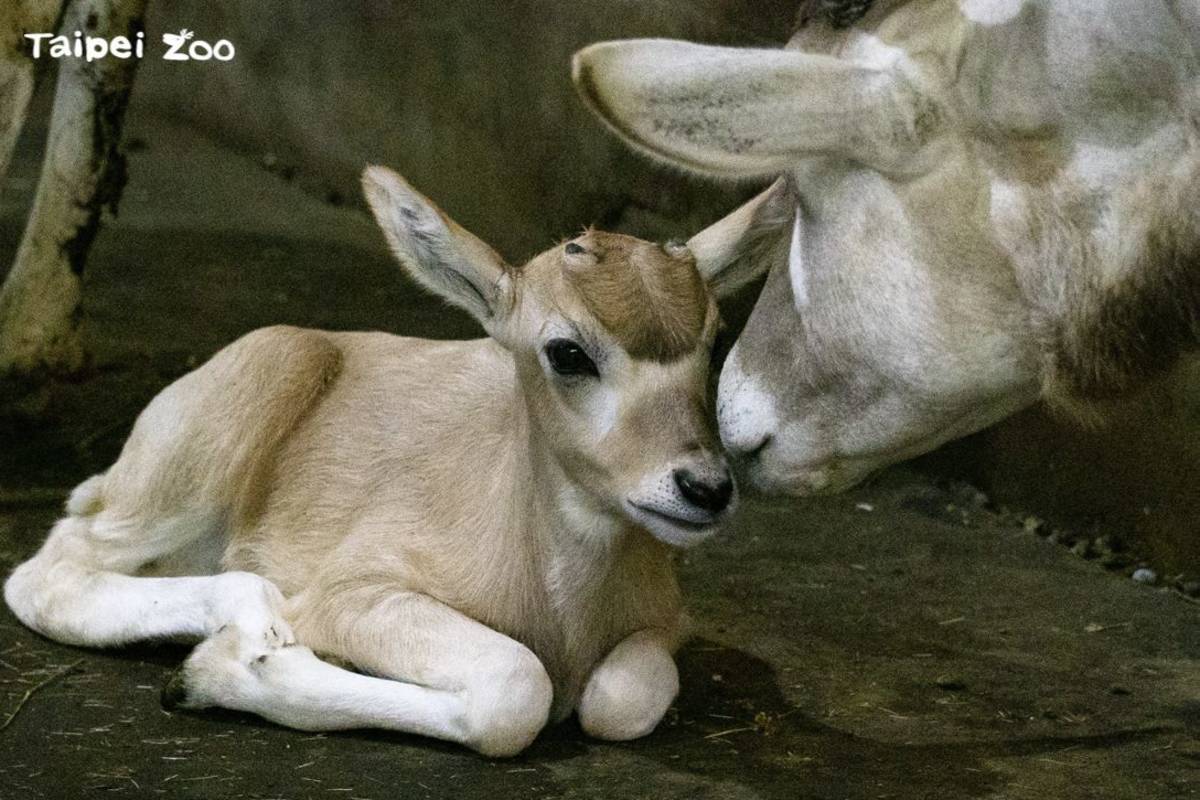 睽違4年，動物園喜迎弓角羚羊寶寶「卉穎」(圖片來源:臺北市立動物園)