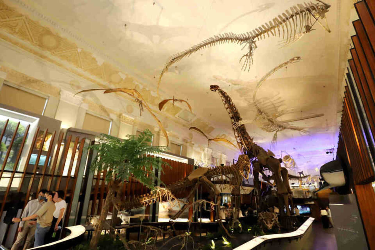 國立臺灣博物館古生物館「中生代霸主展區」 (文化部提供)