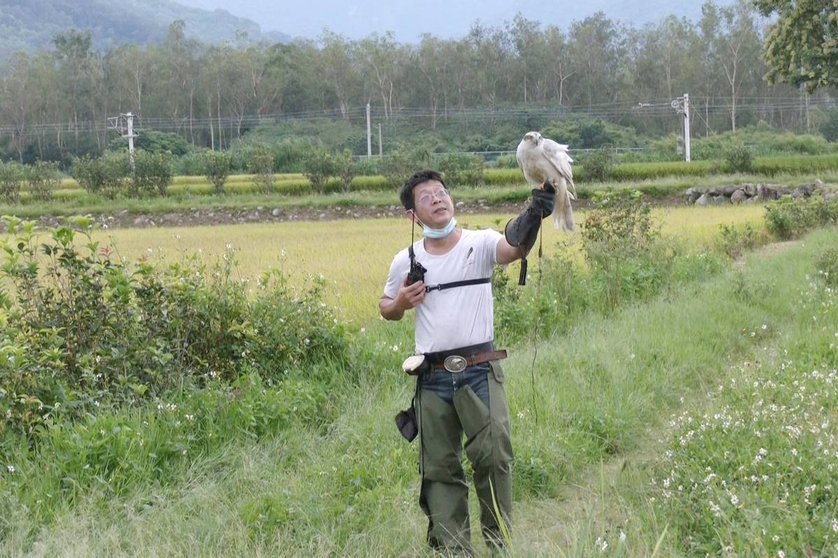 為避免鳥類在插秧與收割期間損害稻田，池上多位青農與生態顧問公司合作，找來陳勇如馴鷹師，利用合法飼養的猛禽在田間驅鳥。