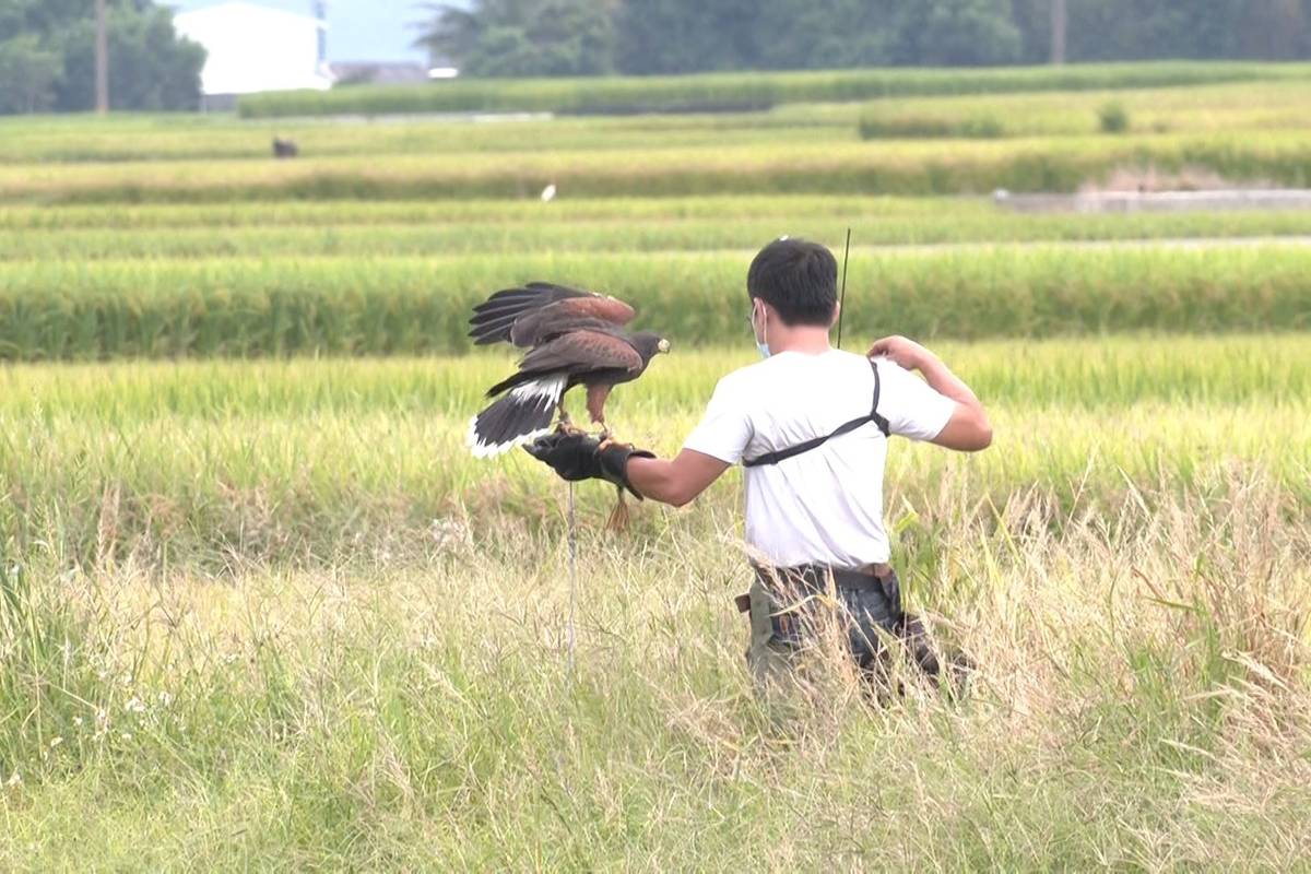 為避免鳥類在插秧與收割期間損害稻田，池上多位青農與生態顧問公司合作，找來陳勇如馴鷹師，利用合法飼養的猛禽在田間驅鳥。