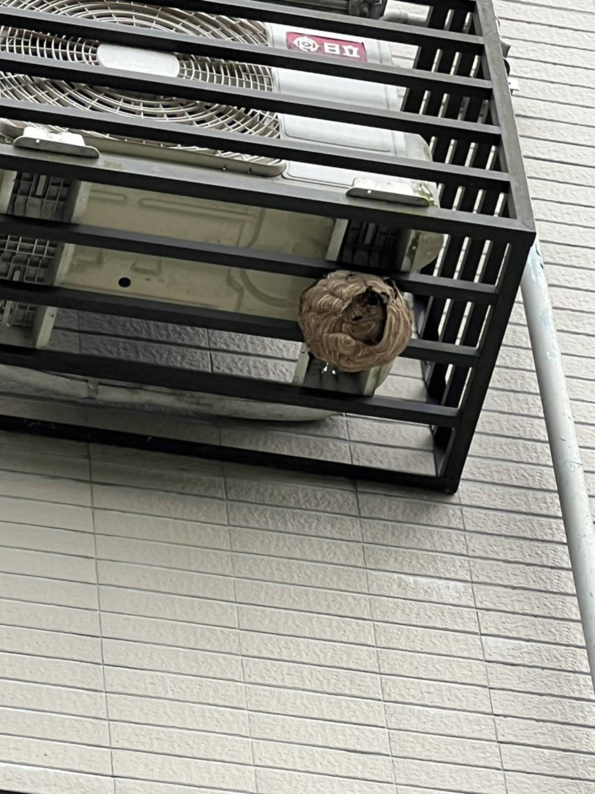 居家蜂巢常築於窗台、屋簷、花架、冷氣機架