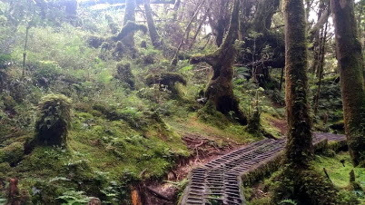 寂靜山徑(林務局提供)