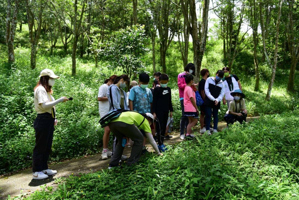 東勢林場植物生態豐富，野菜隨處可見