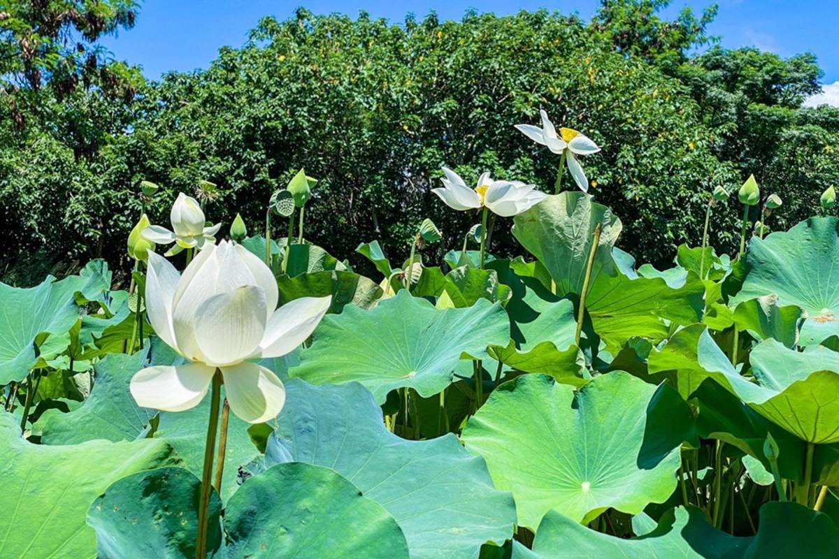臺東縣太平溪人工濕地生態池荷花盛開，環保局邀請民眾到濕地周邊散步賞花。
