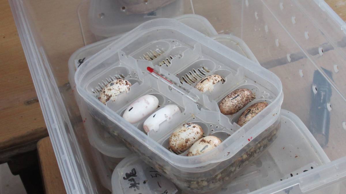 生物研究社學生觀察守宮蛋。