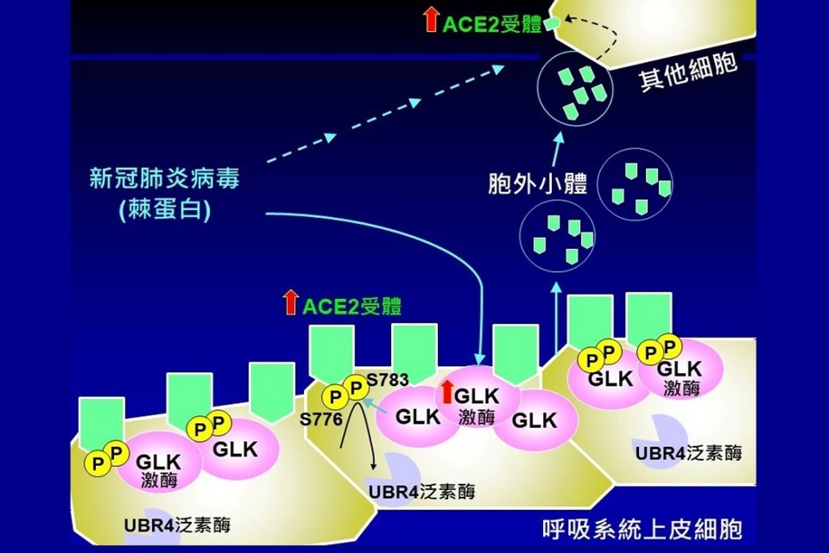 國衛院發現新冠病毒調控細胞快速感染新機制，有利新冠治療藥物與疫苗的研發