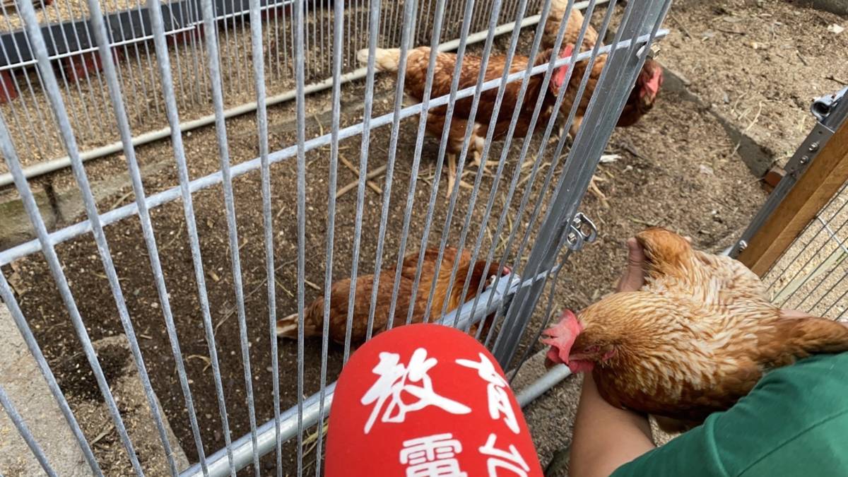 每隻都有名字的輔療雞