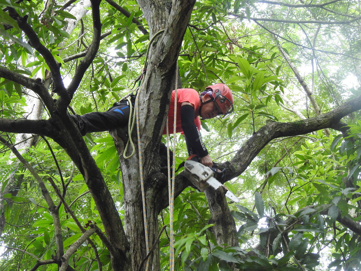攀樹教練陳東榮透過修剪樹木教導孩子認識自己的優缺點。
