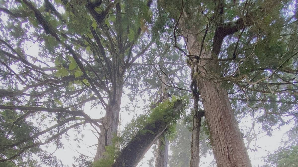 森林