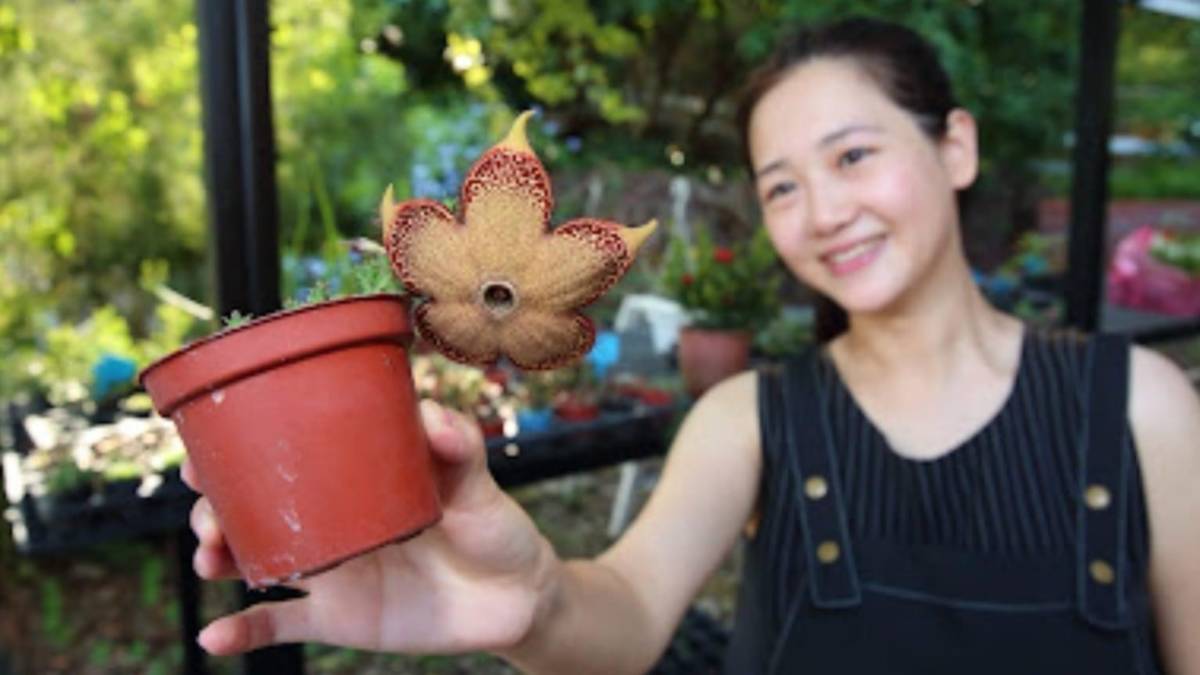 29號花園執行長 葉婷婷