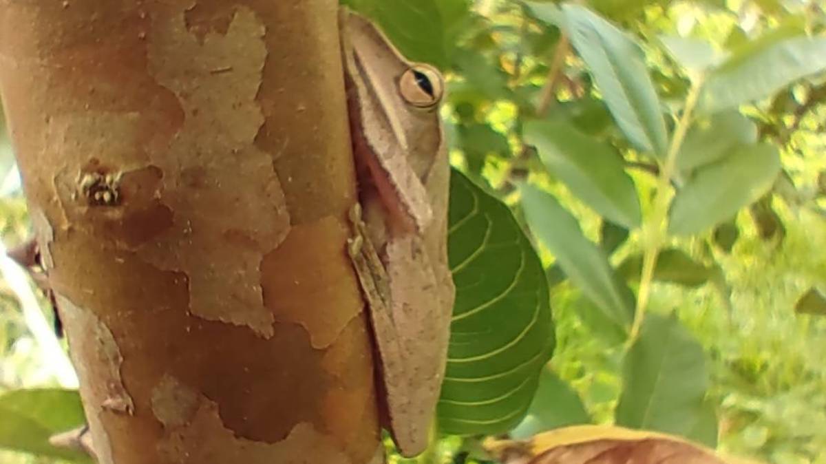 芭樂巴巴巴-田裡的樹蛙