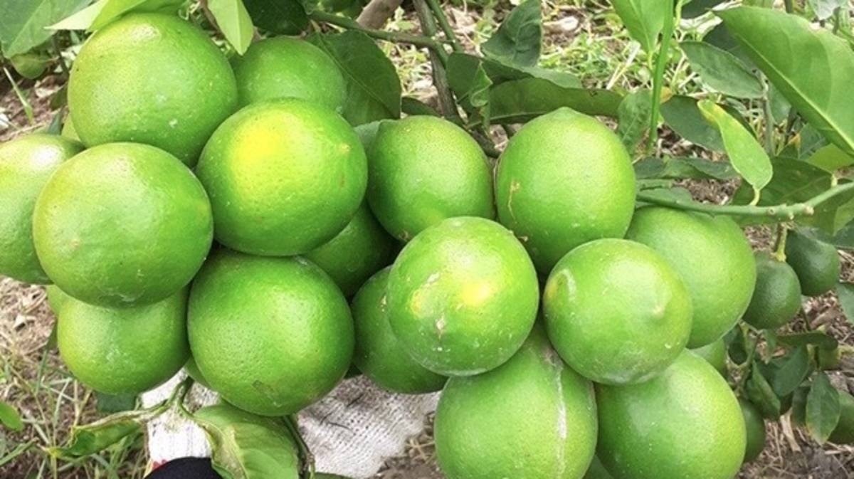 吳駿泰種出來的檸檬皮薄多汁不苦澀不麻嘴(圖片來源：吳駿泰提供)