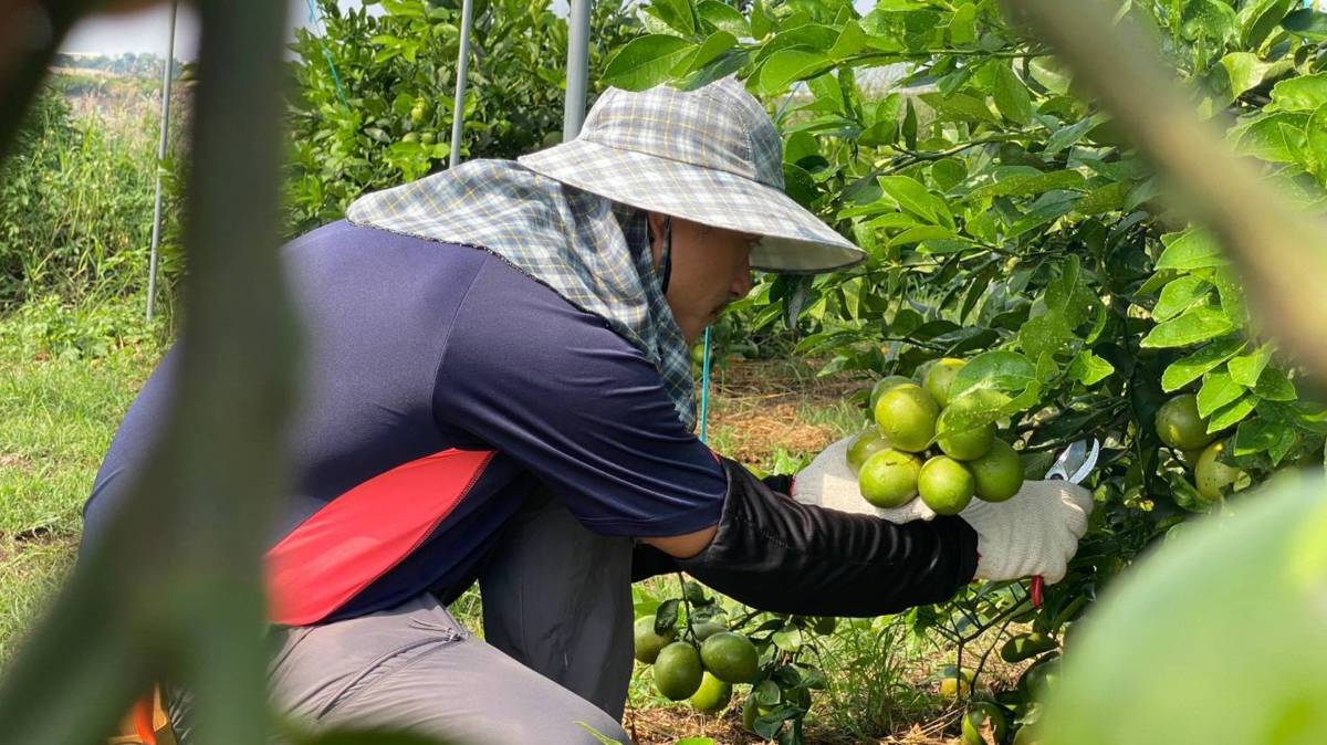 吳駿泰堅守以友善環境草生栽培全程無毒的方式管理果園(圖片來源：吳駿泰提供)