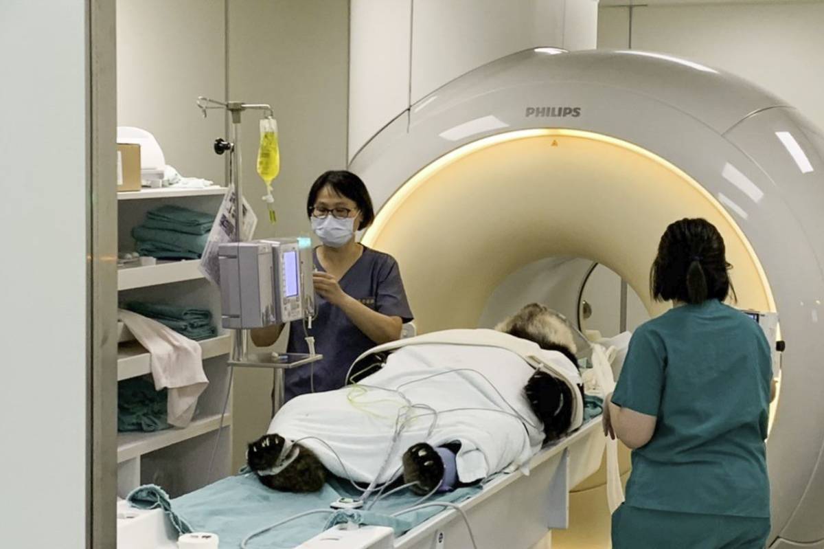 「團團」進行腦部MRI(磁振造影) 釐清癲癇發生的原因(圖/臺北市立動物園提供)
