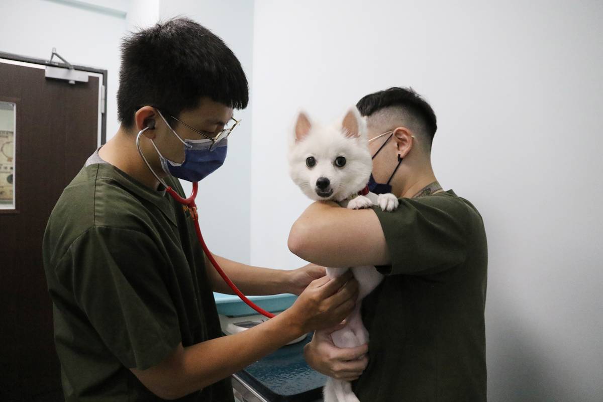 小動物門診醫療