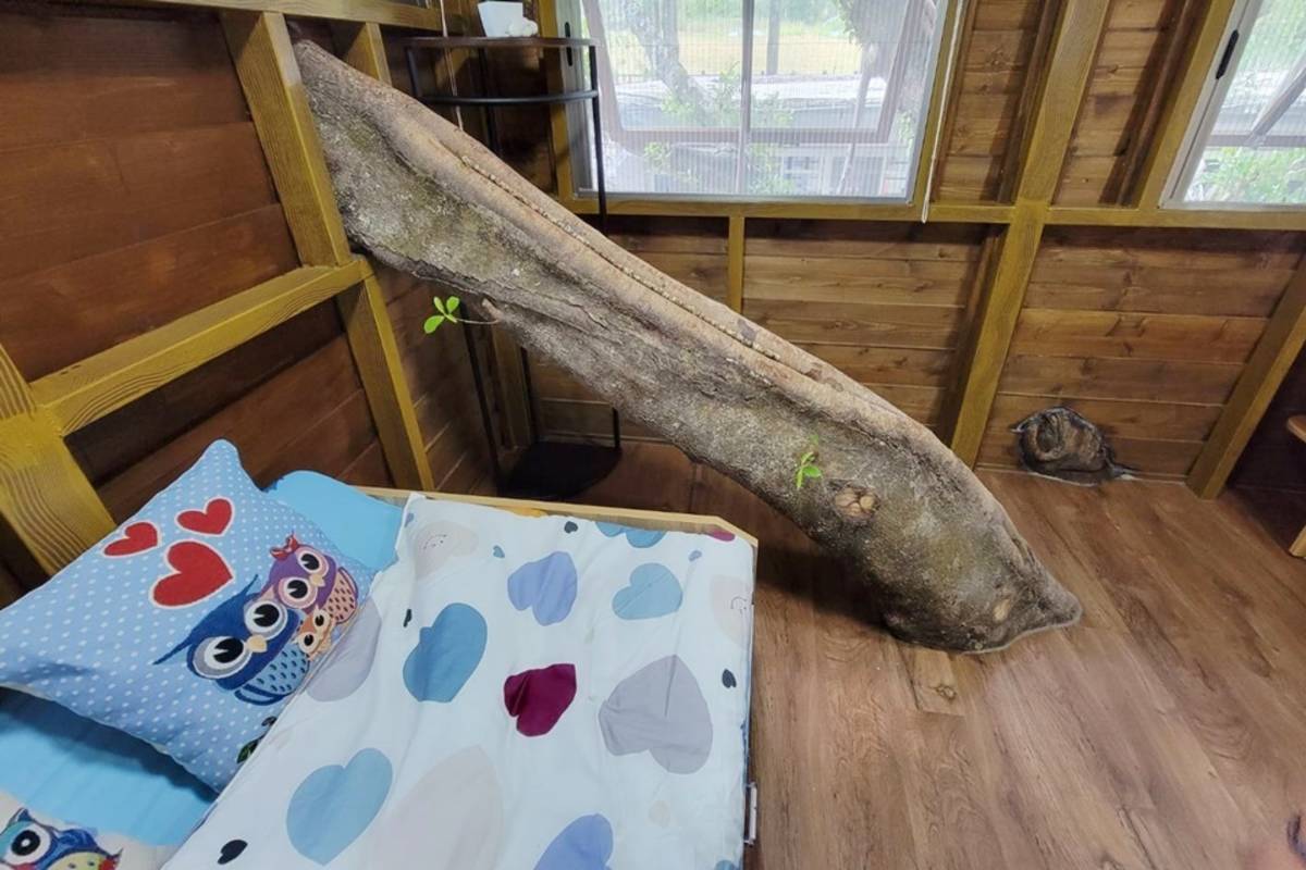 粗大枝幹穿進樹屋內，老樹和小屋就像融為一體。