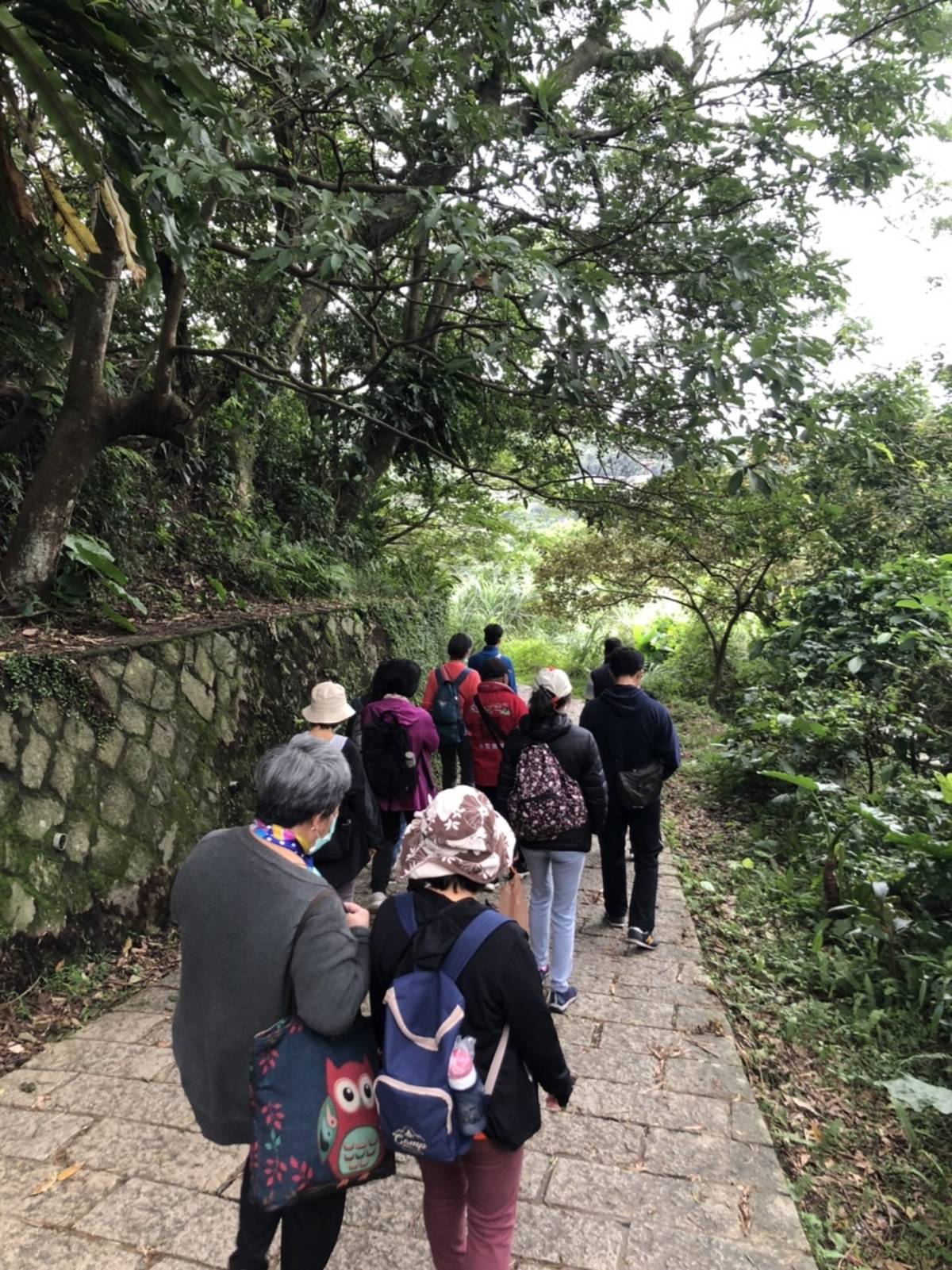 貓空的樟樹步道平緩好走，沿途綠意盎然