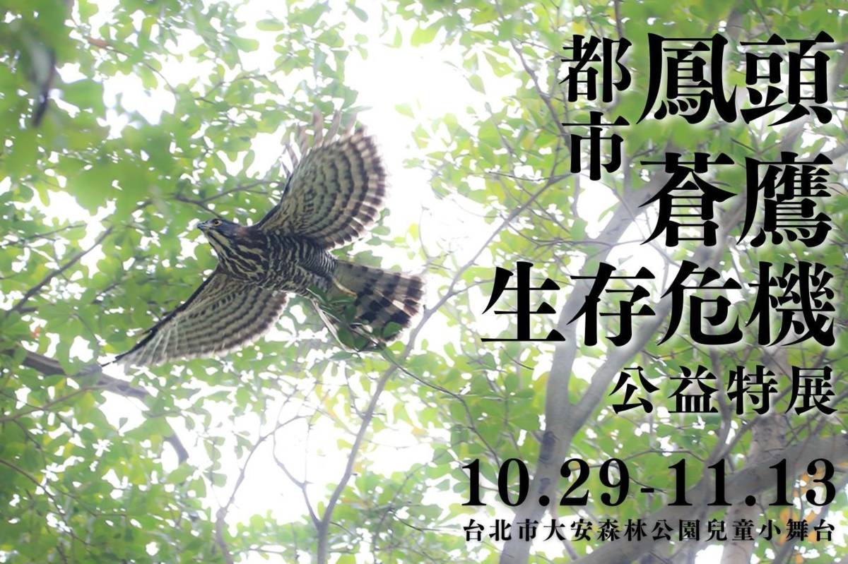「都市鳳頭蒼鷹危機特展」認識臺北市內野生猛禽