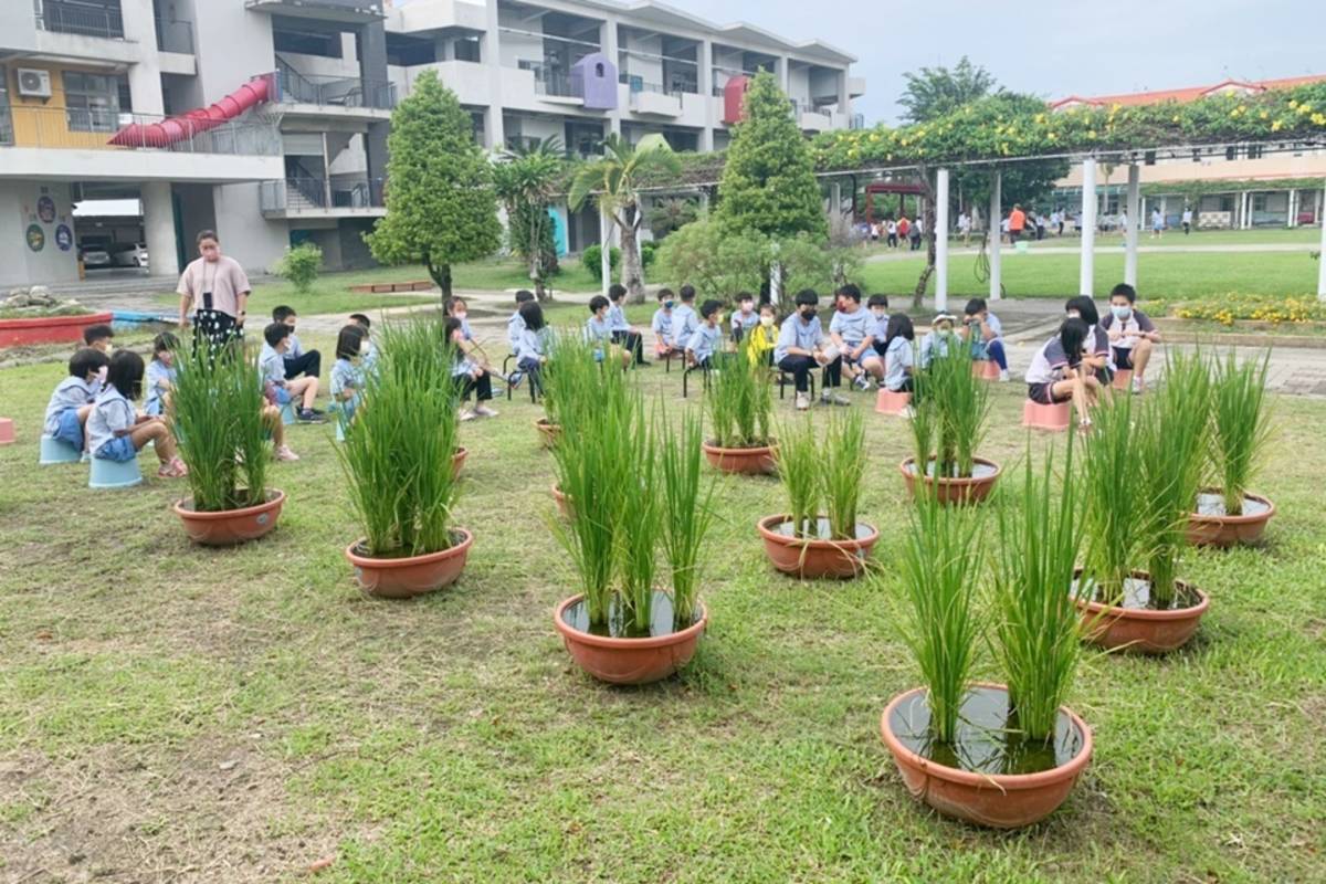 臺東寶桑國小申請農糧署「食米學園」計畫，在校園種稻，紀錄稻米成長到收割的過程，也學習如何選購好米，挑戰製作米食創意料理，從農田到餐桌，向下紮根食米教育。