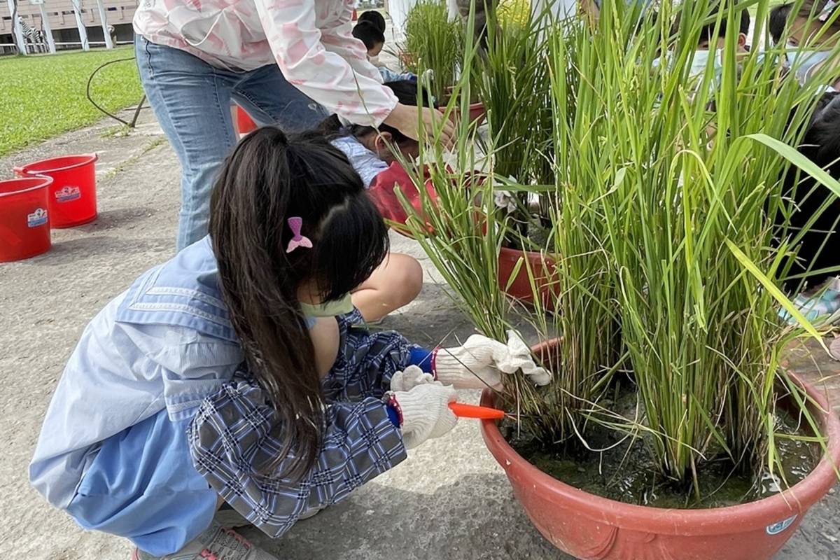 臺東寶桑國小申請農糧署「食米學園」計畫，在校園種稻，紀錄稻米成長到收割的過程，也學習如何選購好米，挑戰製作米食創意料理，從農田到餐桌，向下紮根食米教育