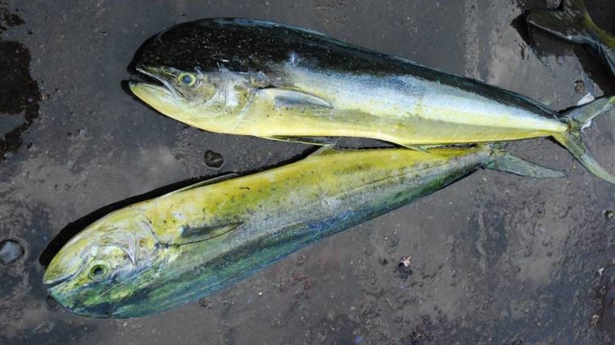 海洋資源短缺影響到漁獲量與魚種大小-鬼頭刀