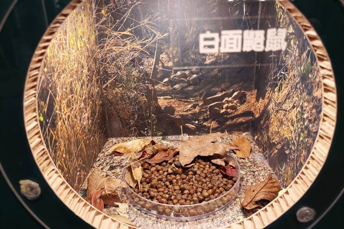 「白面鼯鼠」的糞便是青草味的。