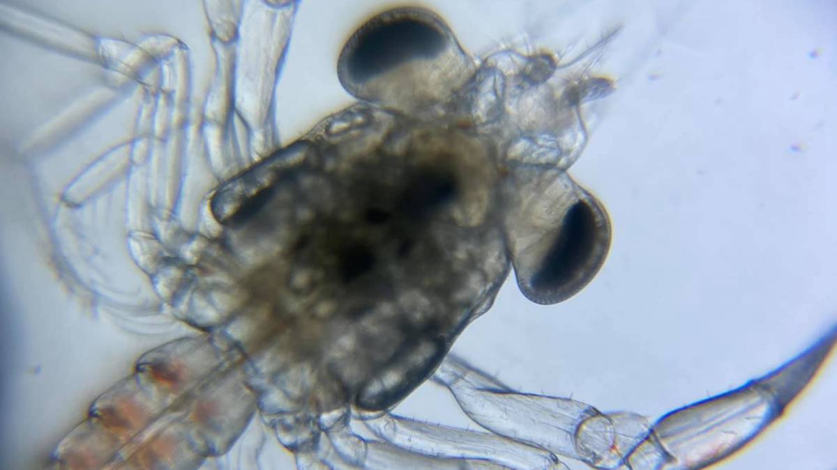 浮游生物.jpg